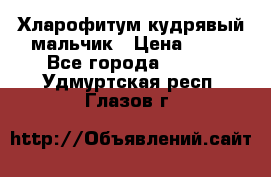 Хларофитум кудрявый мальчик › Цена ­ 30 - Все города  »    . Удмуртская респ.,Глазов г.